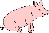 pig