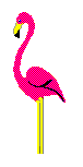 flamingo