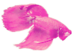betta fish