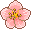 cherry blossom