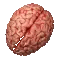 brain