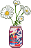 daisies
