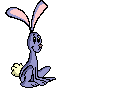 rabbit