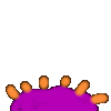 anemone
