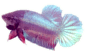betta fish