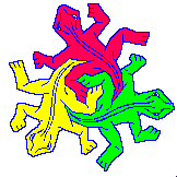 lizards
