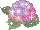 hydrangea