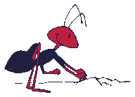 ant