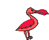 pelican