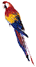 parrot