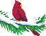 cardinal