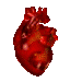 anatomical heart spin