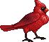cardinal