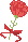 carnation