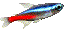neon tetra