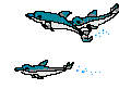 dolphins