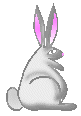 bunny