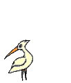 bird