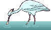 spoonbill