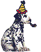 dalmatian