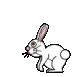 bunny