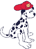 dalmatian