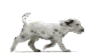 dalmatian