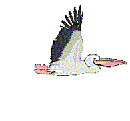 pelican