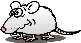 rat