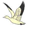 seagull
