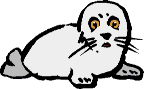 seal pup