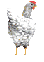 chicken