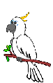 cockatoo