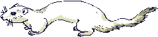 weasel