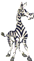 zebra