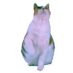 cat dance