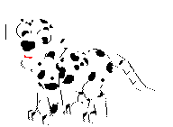 dalmatian