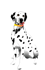 dalmatian