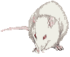 rat