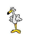 seagull
