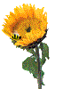 bee spin