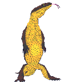monitor lizard