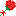 carnation