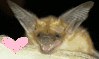 bat squeak