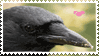 crow