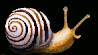 snail