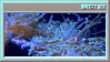 anemone