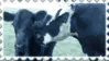 cows