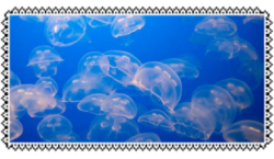 jellyfish