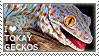 i love tokay geckos
